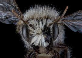   Aspidosmia arnoldi  male face, photo: C. Ritner 
