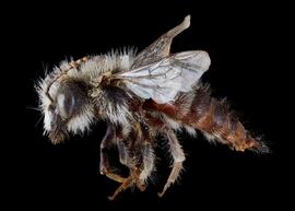   Aspidosmia arnoldi  male lateral habitus, photo: C. Ritner 
