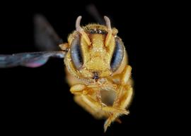   Austrostelis  aff.  amapaeasis  male face, photo: C. Ritner 
