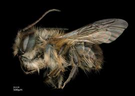  Osmia rufina  male lateral habitus, photo: Chelsey Ritner 
