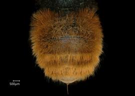   Osmia kohlii  female abdomen, photo: Chelsey Ritner 
