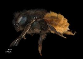   Osmia kohlii  female lateral habitus, photo: Chelsey Ritner 
