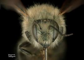   Osmia apicata  male face, photo: Chelsey Ritner 
