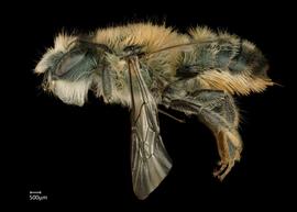   Osmia apicata  male lateral habitus, photo: Chelsey Ritner 
