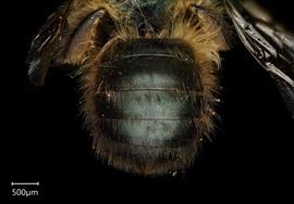   Osmia rufina  female abdomen, photo: Chelsey Ritner 

