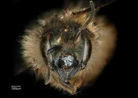   Osmia rufina  female face, photo: Chelsey Ritner 
