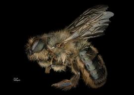   Osmia rufina  female lateral habitus, photo: Chelsey Ritner 
