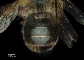   Osmia rufina  male abdomen, photo: Chelsey Ritner 
