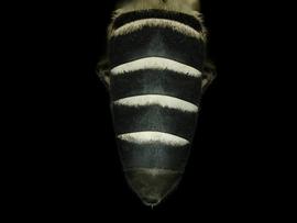   Apis dorsata  female abdomen, photo: C. Ritner 
