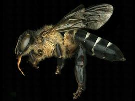   Apis dorsata  female lateral, photo: T. Brady 
