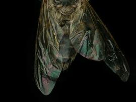   Apis andreniformus  male abdomen, photo: T. Brady 
