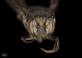   Megachile simillimanbsp; fe?male face, photo: Chelsey Ritner 
