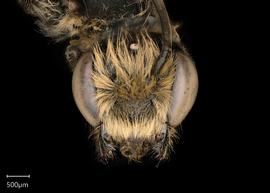   Megachile simillimanbsp; male face, photo: Chelsey Ritner 
