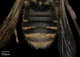   Megachile simillimanbsp; male abdomen, photo: Chelsey Ritner 

