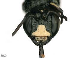   Ceratina subquadrata , male. photo: Chelsey Ritner 
