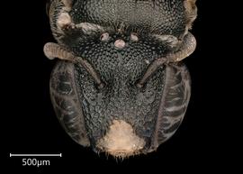   Ceratina nyassensis  male face, photo: Joshua Hengel 

