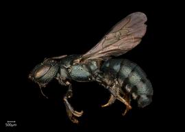   Ceratina aerola  female lateral habitus, photo: Joshua Hengel 
