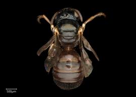   Ceratina australensis  ?male dorsal habitus, photo: Joshua Hengel 
