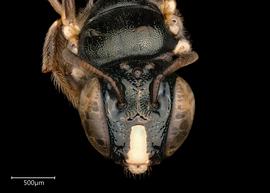   Ceratina australensis  ?male face, photo: Joshua Hengel 
