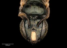   Ceratina australensis  female face, photo: Joshua Hengel 
