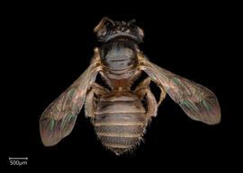   Ceratina australensis  ?female dorsal habitus, photo: Joshua Hengel 
