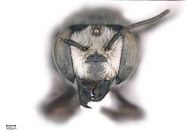   Megachilenbsp;bicolor nbsp;female face, photo:nbsp;Colleen Meidt 
