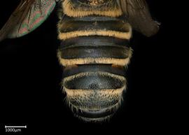   Megachile igniscopata  male abdomen, photo: Colleen Meidt 

