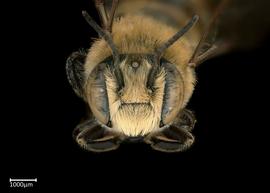   Megachile igniscopata  male face, photo: Colleen Meidt 
