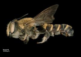   Megachile igniscopata  male lateral habitus, photo: Colleen Meidt 

