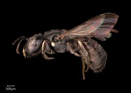   Ceratina subquadrata  male lateral habitus, photo: Joshua Hengel 
