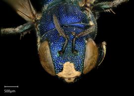   Ceratina binghami  male face, photo: Chelsey Ritner 
