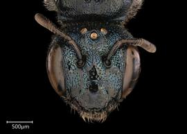   Ceratina cyanea  female face, photo: Joshua Hengel 
