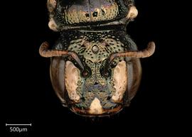   Ceratina sp.  female face, photo: Joshua Hengel 

