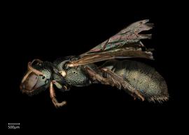   Ceratina  sp. female lateral habitus, photo: Joshua Hengel 
