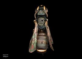   Ceratina sp.  female dorsal habitus, photo: Joshua Hengel 
