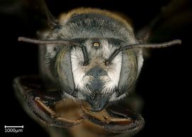   Megachile bicolor  female face, photo: Colleen Meidt 
