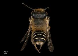   Megachile abongana  male dorsal habitus, photo: Joshua Hengel 
