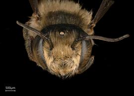   Megachile abongana  male face, photo: Joshua Hengel 
