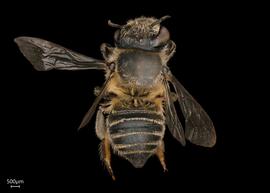  Megachile abongana  female dorsal habitus, photo: Joshua Hengel 
