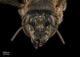  Megachile abongana  female face, photo: Joshua Hengel 

