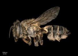   Megachile abongana  female lateral habitus, photo: Joshua Hengel 
