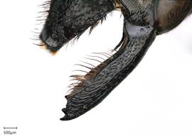   Maximegachilenbsp;maxilossa nbsp;female mandible, photo: Joshua Hengel 
