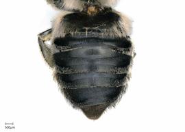   Megachilenbsp;acraensis nbsp;female abdomen, photo: Joshua Hengel 
