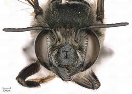  Megachilenbsp;acraensis nbsp;female face, photo: Joshua Hengel 
