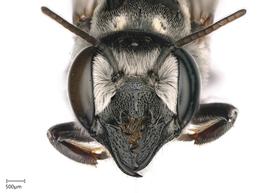   Chelostomoidesnbsp;occidentalis nbsp;female face, photo: Joshua Hengel 
