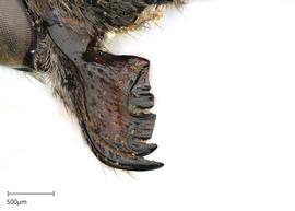   Megachilenbsp;nasalis nbsp;female mandible, photo: Joshua Hengel 

