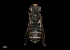   Ceratina tanganyicensis  male dorsal habitus, photo: Joshua Hengel 
