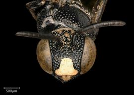   Ceratina tanganyicensis  male face, photo: Joshua Hengel 
