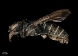   Ceratina tanganyicensis  male lateral habitus, photo: Joshua Hengel 
