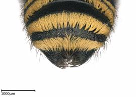  Megachile ( Trichurochile ) sp.nbsp;male apical terga, photo: Colleen Meidt
